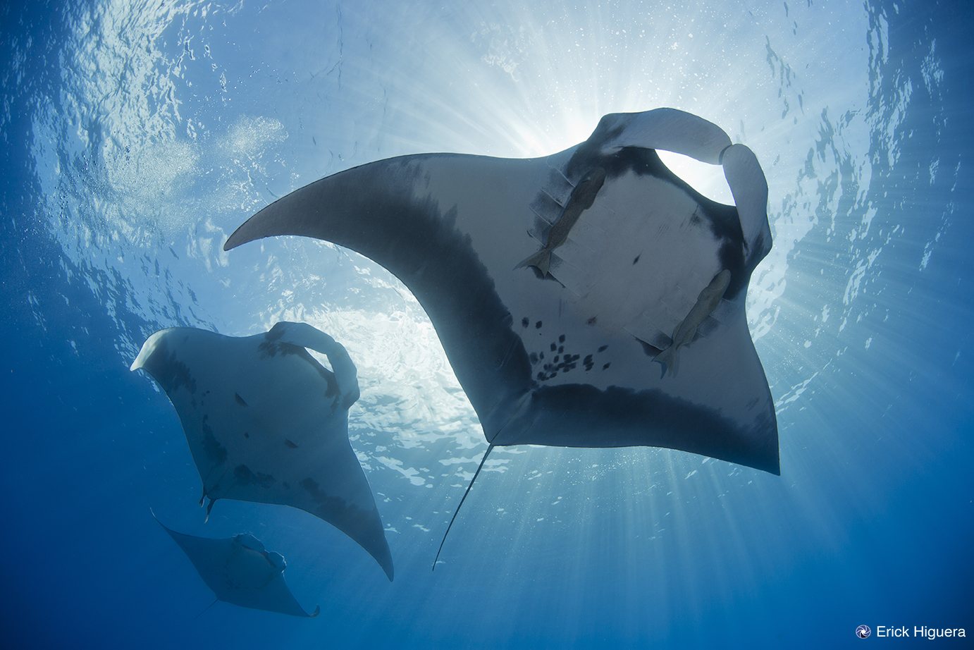 Mantarraya gigante, San Benedicto